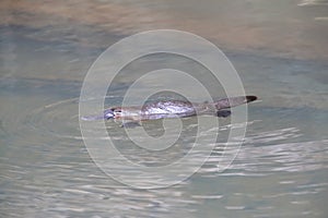 a platypus  in  a creek on the Eungella National Park, Queensland, Australia