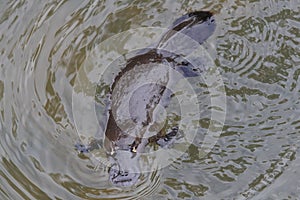 a platypus  in  a creek on the Eungella National Park, Queensland, Australia