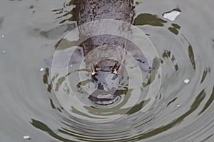 a platypus  in  a creek on the Eungella National Park, Queensland, Australia