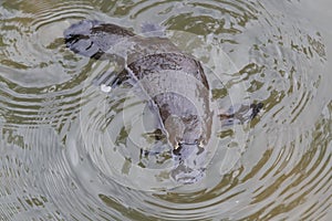 a platypus  in  a creek on the Eungella National Park, Queensland, Australia