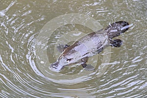 a platypus  in  a creek on the Eungella National Park, Queensland, Australia