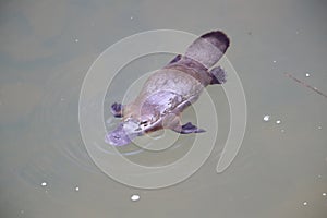 a platypus  in  a creek on the Eungella National Park, Queensland, Australia