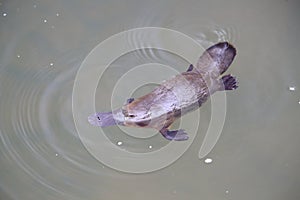 a platypus  in  a creek on the Eungella National Park, Queensland, Australia