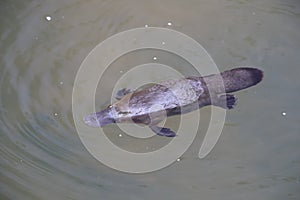 a platypus  in  a creek on the Eungella National Park, Queensland, Australia