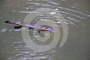 a platypus  in  a creek on the Eungella National Park, Queensland, Australia