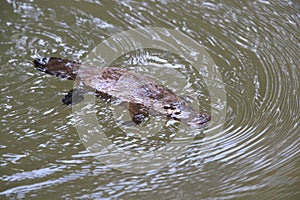 a platypus  in  a creek on the Eungella National Park, Queensland, Australia