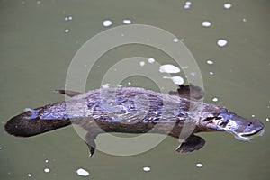 a platypus  in  a creek on the Eungella National Park, Queensland, Australia