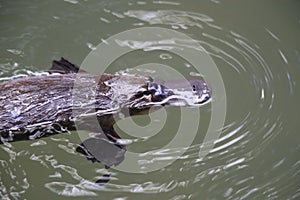 a platypus  in  a creek on the Eungella National Park, Queensland, Australia