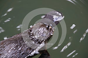 a platypus  in  a creek on the Eungella National Park, Queensland, Australia