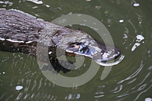 a platypus  in  a creek on the Eungella National Park, Queensland, Australia