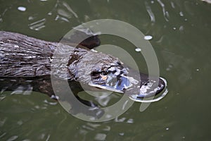 a platypus  in  a creek on the Eungella National Park, Queensland, Australia