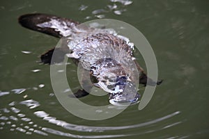 a platypus  in  a creek on the Eungella National Park, Queensland, Australia