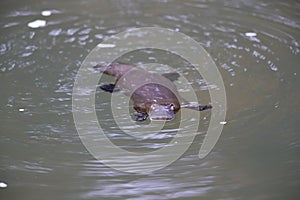 a platypus  in  a creek on the Eungella National Park, Queensland, Australia