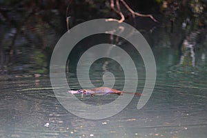 Platypus drifting in calm waters of lake in Australia