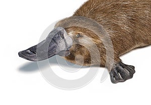 Platypus duck-billed animal. Ornithorhynchus anatinus 3D illustration