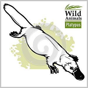 Platypus or duckbill. Animals of Australia series. Vector art illustration. Black graphic isolate on white background.