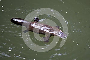 Platypus photo