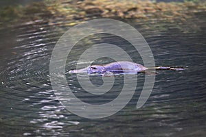 Platypus floating in Australian lake