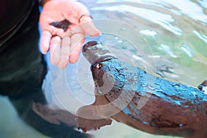 Platypus at Healesville Sanctuary