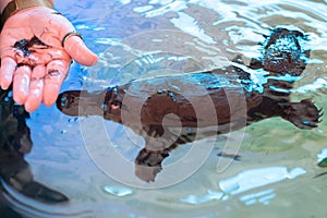 Platypus at Healesville Sanctuary