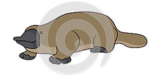 Platypus illustration vector.