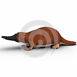 Platypus