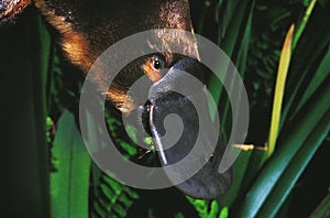 PLATYPUS ornithorhynchus anatinus, CLOSE-UP OF BEAK, AUSTRALIA