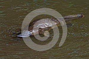 Platypus - Ornithorhynchus anatinus, duck-billed platypus, semiaquatic egg-laying mammal endemic to eastern Australia