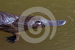 Platypus - Ornithorhynchus anatinus, duck-billed platypus, semiaquatic egg-laying mammal endemic to eastern Australia