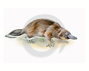 Platypus Ornithorhynchus anatinus photo