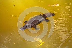 Platypus in a river from aboth photo