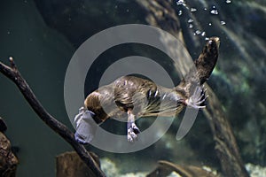 Platypus Tasmania photo