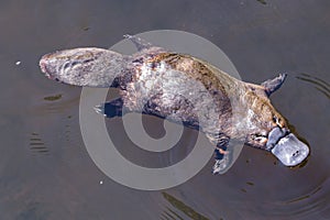 Platypus sviming in the river, Burnie in Tasmania, Australia