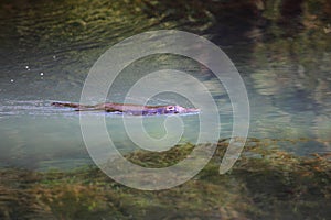 Platypus swimming in its lake in Australia photo