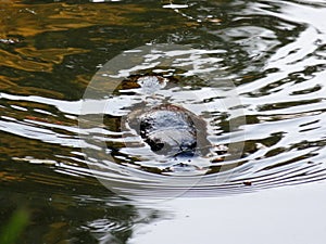 Platypus swimming in river