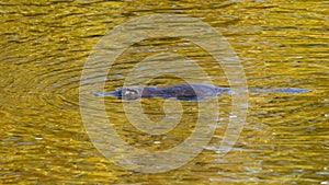 Platypus swimming on river surface close up