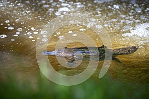 Platypus swimming in a Tasmanian river