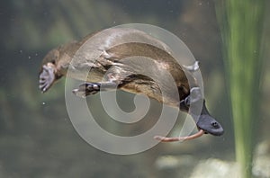 Platypus photo