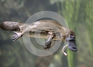 Platypus photo