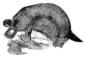Platypus, vintage illustration