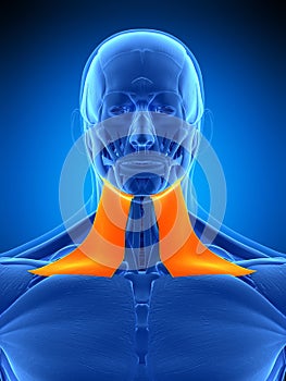 The platysma