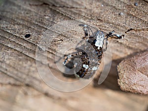 Platystomos albinus beetle on wooden background