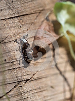Platystomos albinus beetle on wooden background