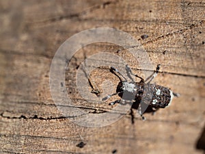 Platystomos albinus beetle on wooden background