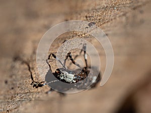 Platystomos albinus beetle on wooden background