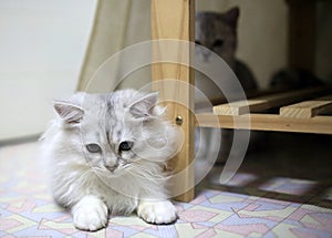 Play cut with paw, short hair white and black