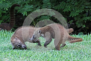 Play Fighting Coatis photo