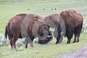 Play fighting of two male bull buffalos