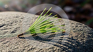 The play of light and shadow adds depth to the simple composition