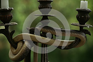 Play it safe. Snake wrapped around candlestick on nature. Still life with candelabra and snake outdoor. Divinity and